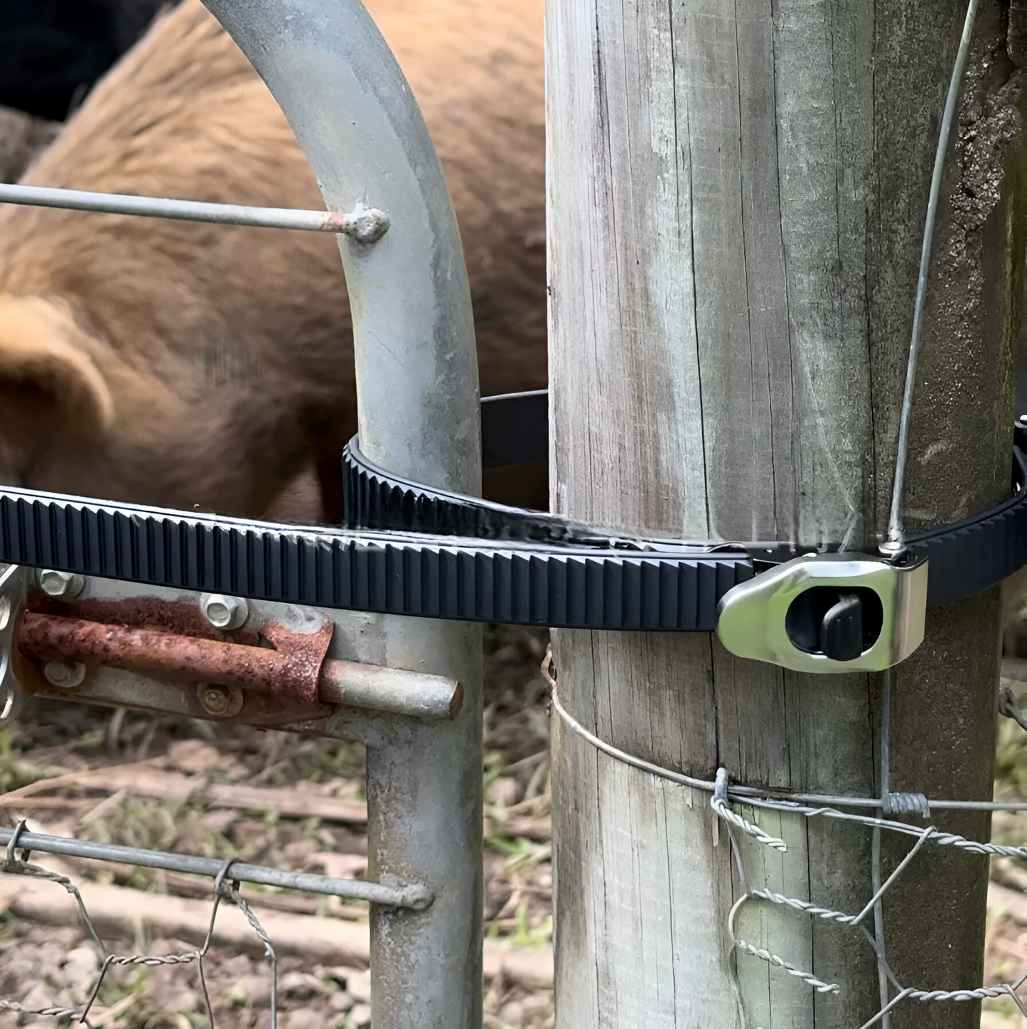 TNF™ Force Link - Connectable Ratchet Straps